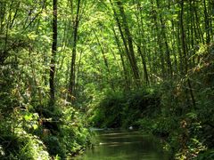 -桤木河湿地公园