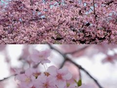 -上海辰山植物园