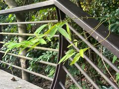 -深圳仙湖植物园