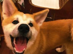 -喜柴咖啡·柴犬狗咖