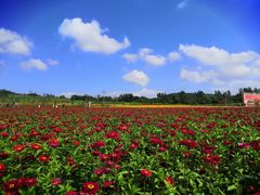 -莲花山花海