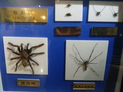 -上海昆虫博物馆