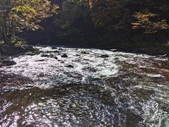 -望天鹅景区