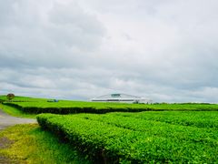 -雪绿茶博物馆