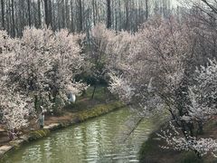 -洛阳市隋唐城遗址植物园