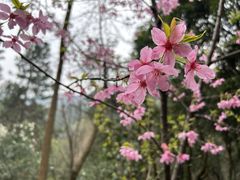 -午潮山国家森林公园