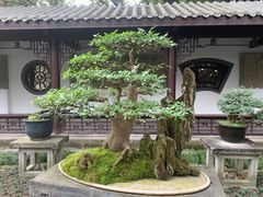-成都蓝城悦杏温泉美食酒店(宽窄巷子店)
