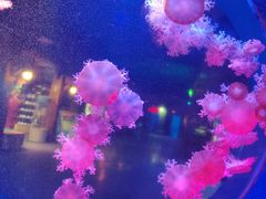 -太平洋海底世界