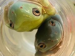 -酷以爬仙阁实体爬宠店·守宫·蜥蜴·专业繁育