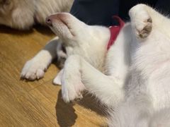 -Husky Go! 哈士奇体验馆·宠物咖啡厅狗咖