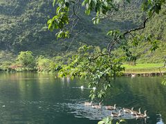 -靖西鹅泉风景区