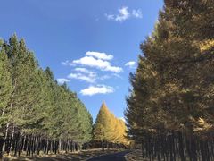 -塞罕坝国家级自然保护区