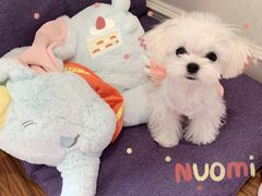-BABYDOG宝贝狗宠物乐园(欧洲城店)