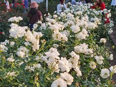 -人民公园(罗湖区)