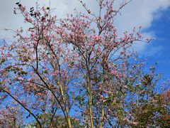 -南宁市凤岭儿童公园