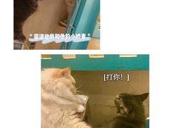 -猫小院猫主题咖啡厅(北锣店)