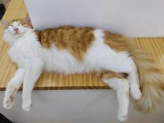 -李小姐の猫咖啡馆(五角场店)