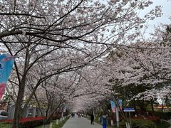 -高东镇樱花园