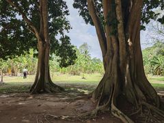 -中国科学院西双版纳热带植物园