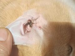 -瑞派长江宠物医院·猫科·外科·24小时夜护(谊城公寓分院)