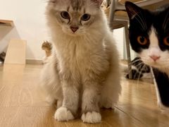 -有喵·猫咖·狗咖·30几只猫10只小狗(岗厦店)