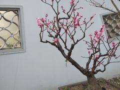 -无锡梅园公园