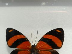 -上海昆虫博物馆