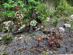 -中国科学院西双版纳热带植物园