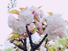 -顾村公园