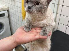 -猫大福·Fortune Cat猫舍(百子湾店)