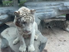 -北京野生动物园