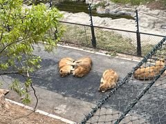 -大连森林动物园