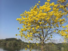 -鹤之洲湿地公园