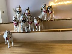 -Husky Go! 哈士奇体验馆·宠物咖啡厅狗咖