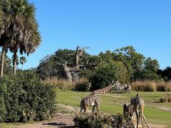 -奥兰多迪士尼动物王国乐园