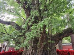 景点-浮来山风景区