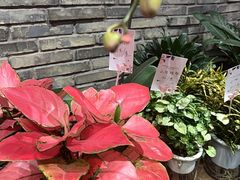 -豆豆花艺(新光天地店)
