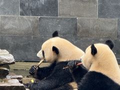 -中国大熊猫保护研究中心雅安碧峰峡基地