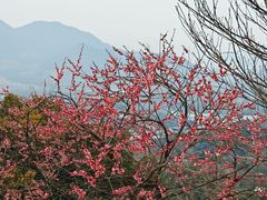 -宁波溪口古镇-民国大杂院