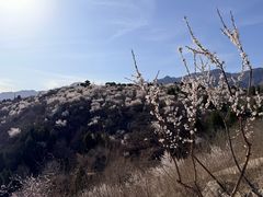 -白水寺森林公园