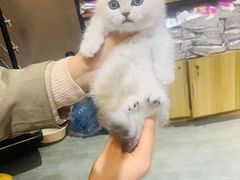 -欣宠猫屋·矮脚拿破仑·蓝金金渐层