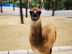 -北京野生动物园