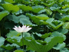 -荔湾湖公园