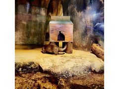 -迪拜水族馆及水下动物园