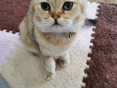 -三花喵·撸猫购宠·宠物生活馆(虹桥南丰城店)