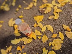 -三里屯东五街银杏大道