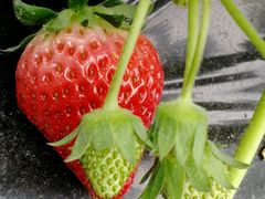 -胜丰草莓采摘园