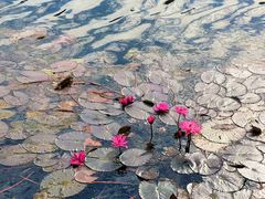 -荔湾湖公园