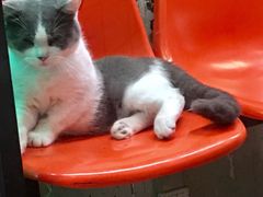 -猫咪博物馆(顶澳仔猫街店)