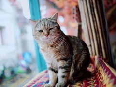 -喵屿·大理花园猫咖